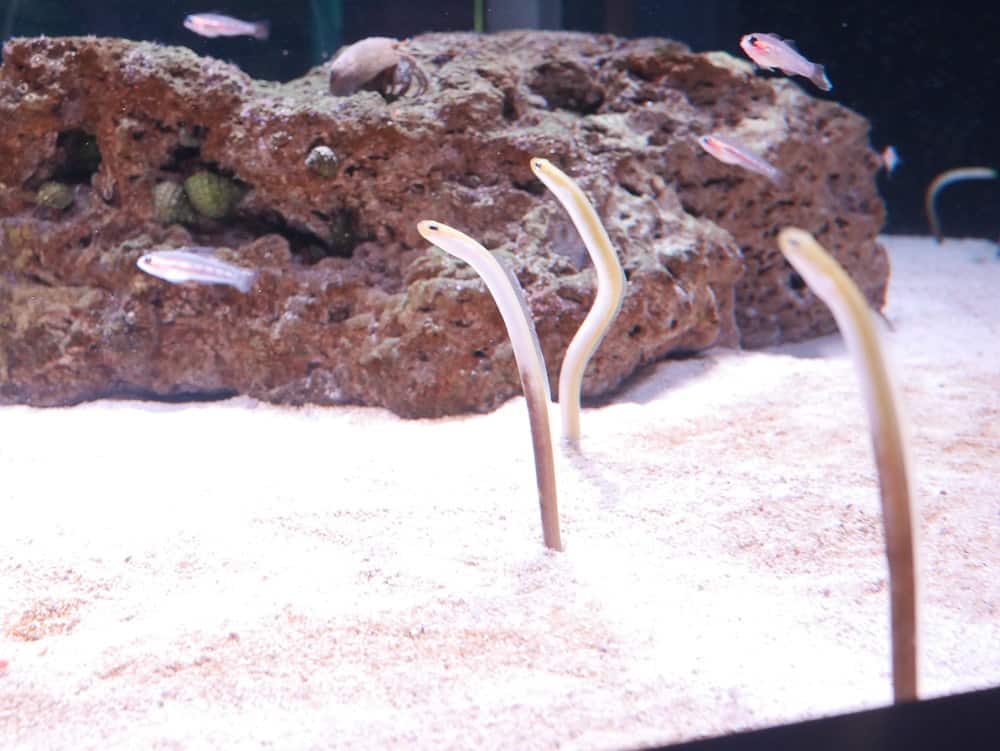 Aquarium-1