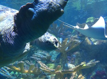Aquarium-2